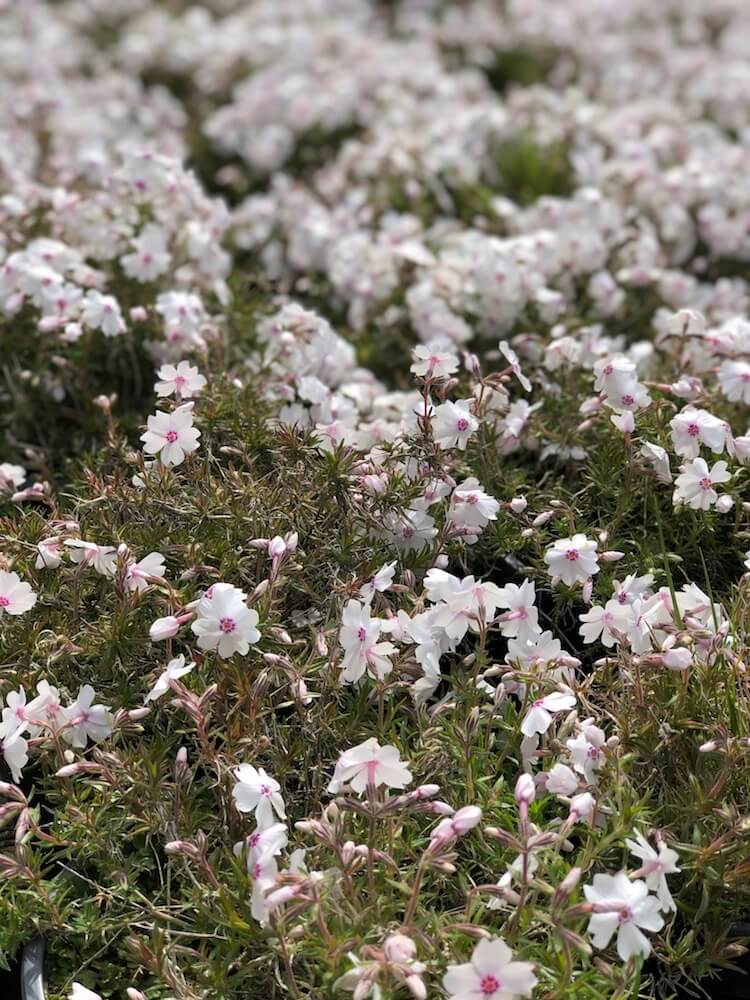 phlox clouds of perfume white in a nursery