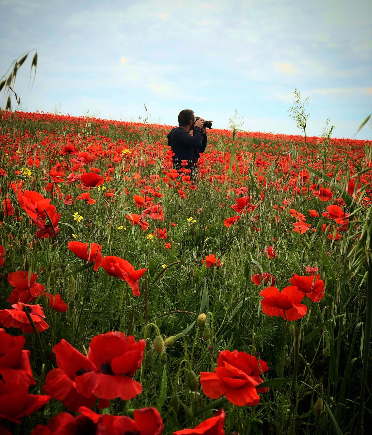 man in poppy field photographing them