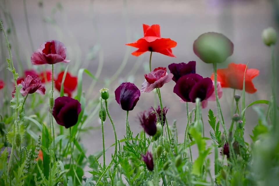 twenty different Poppies ranging in shape and colour growing together