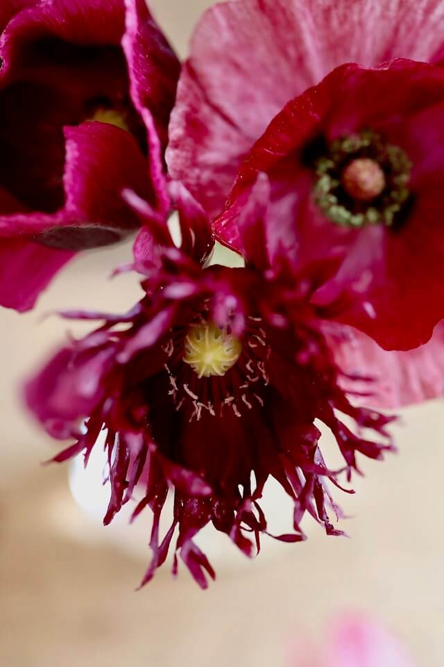 scarlet red poppies with shaggy petals