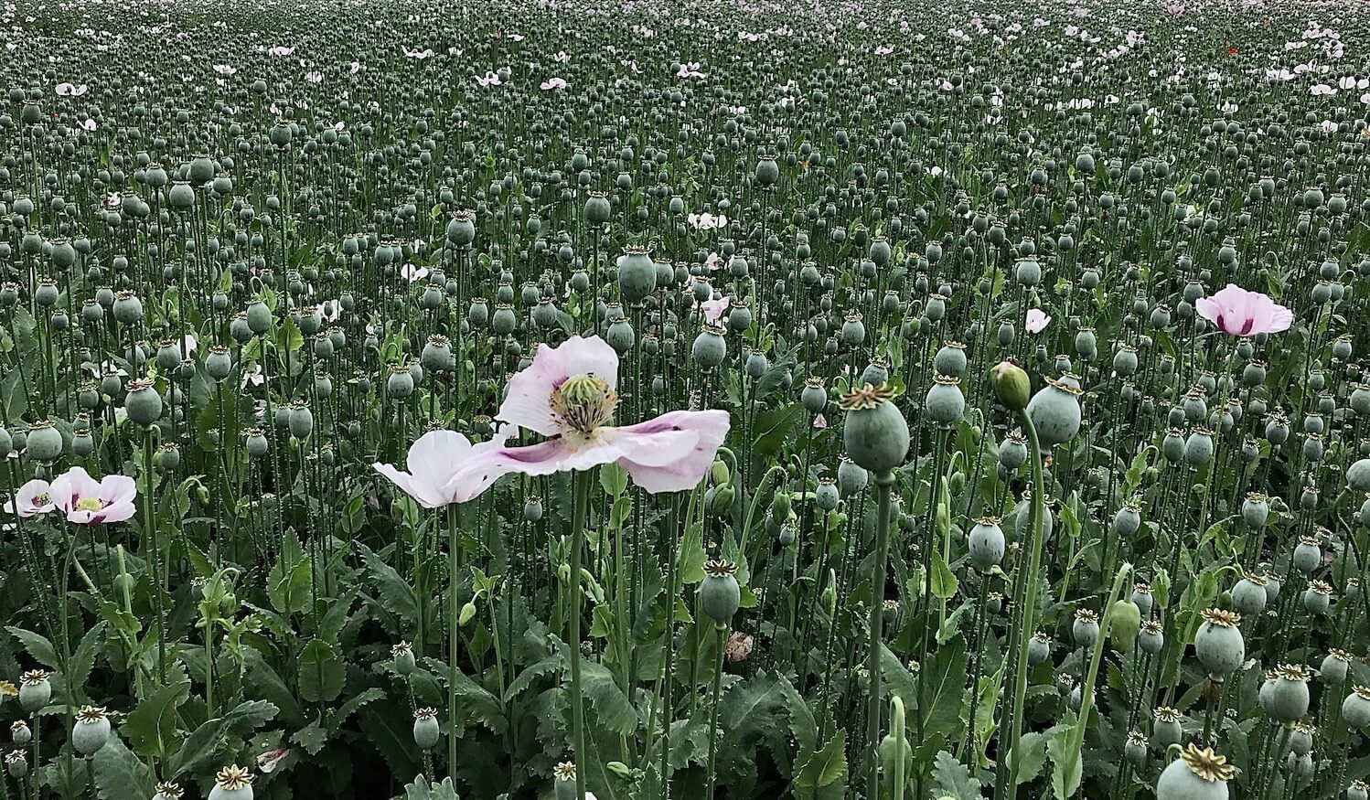 all pink poppy field in henley-on-thames