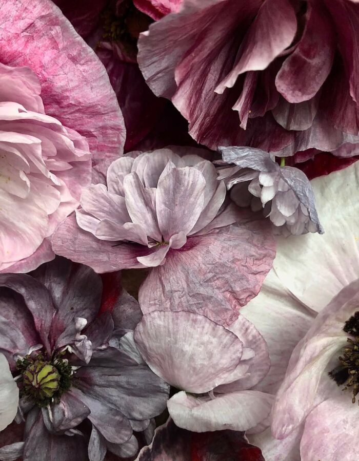 pandora poppies close up in pinks whites and silvers