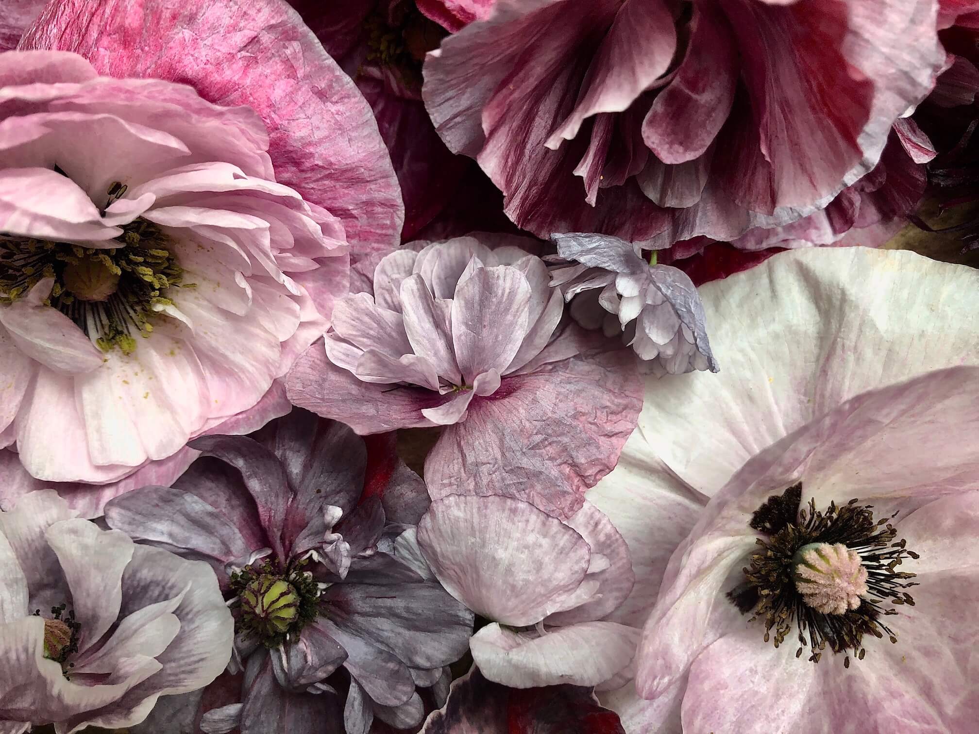 pandora poppies close up in pinks whites and silvers