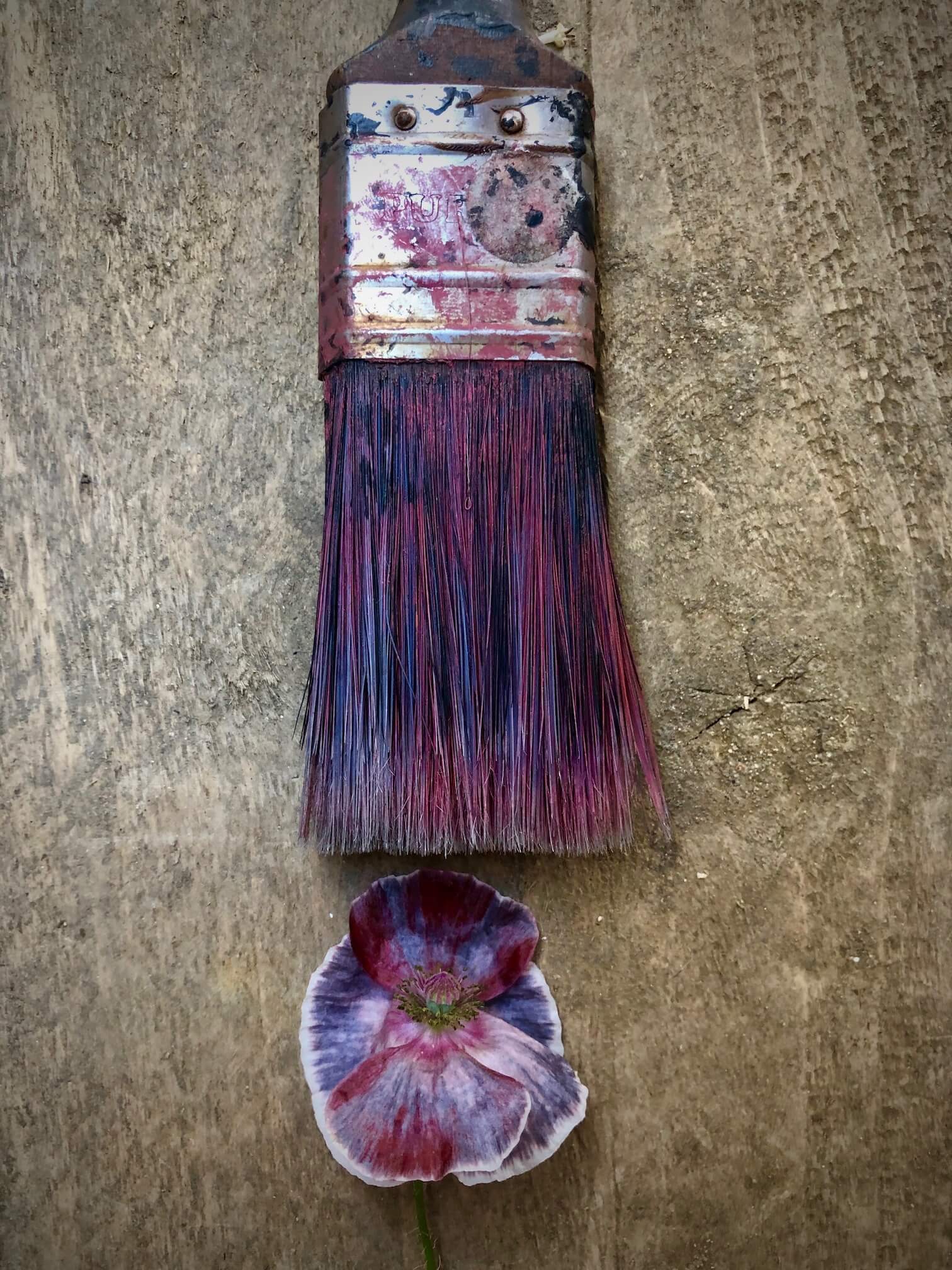 a paint brush and a multi coloured poppy on wood