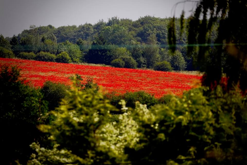 view of a blood red poppy field from a 16th century cottage in the cotswolds