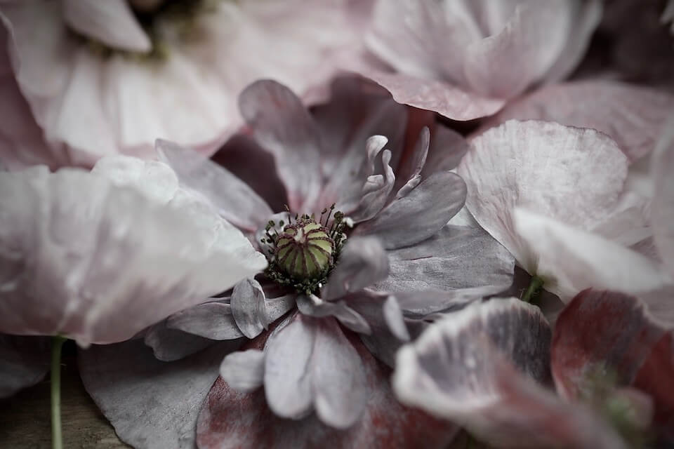 rare grey poppies from England