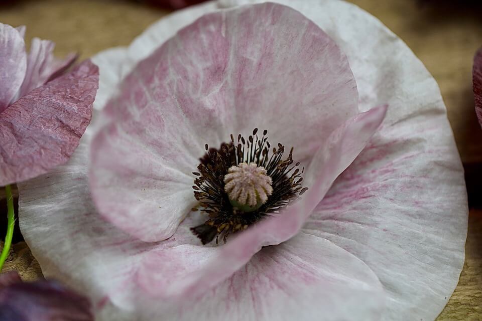 pastel pink pandora poppy close up