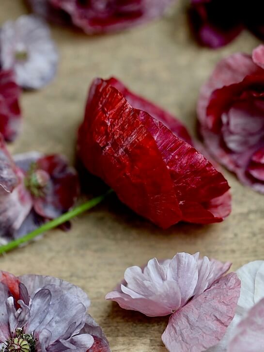 delicate red pandora poppies on a table