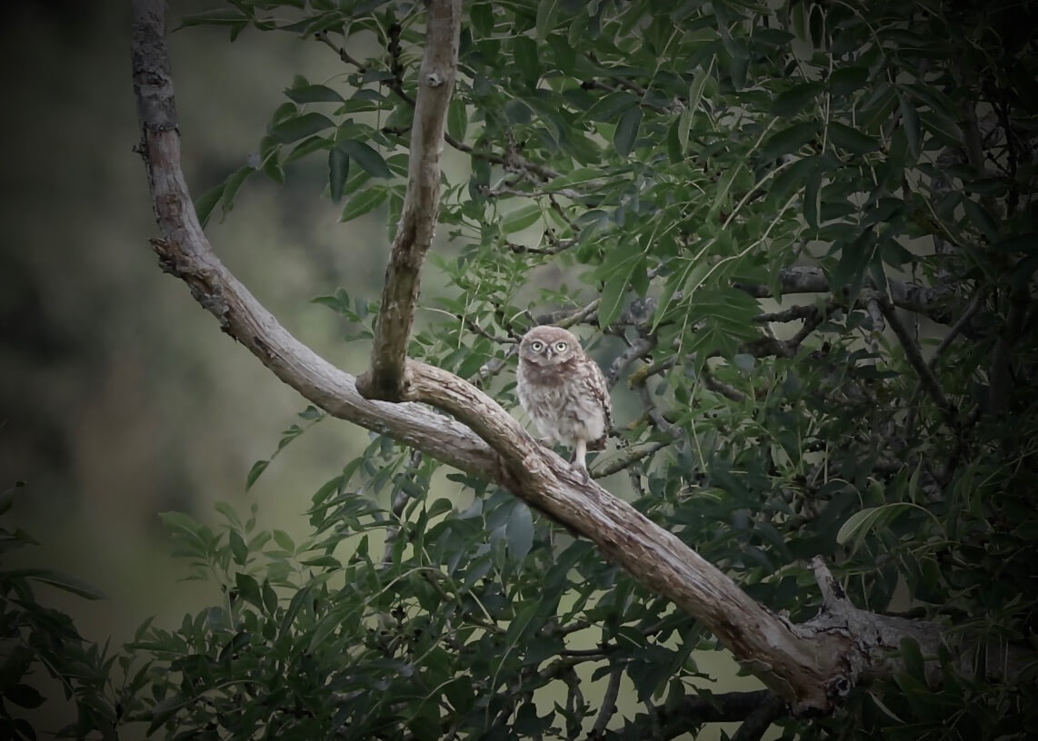 baby owl in a tree