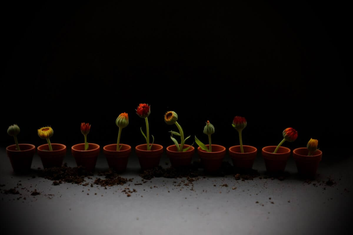 Marigold buds with varied colours coming through in pots.