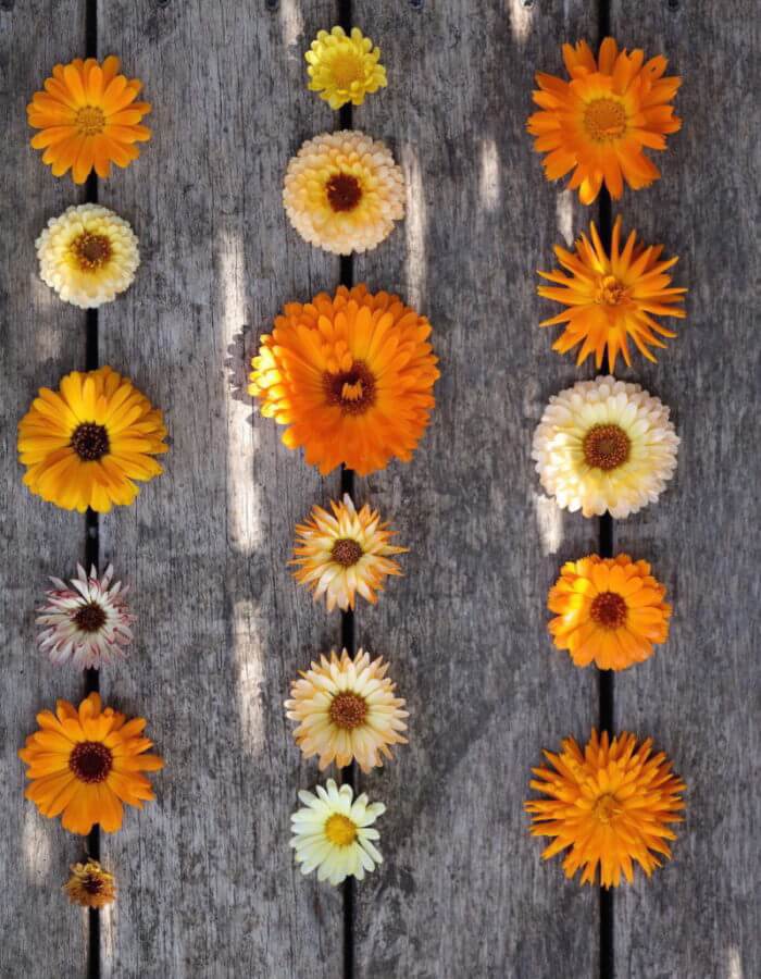 Marigold varieties of difference sizes and colours displayed in wood