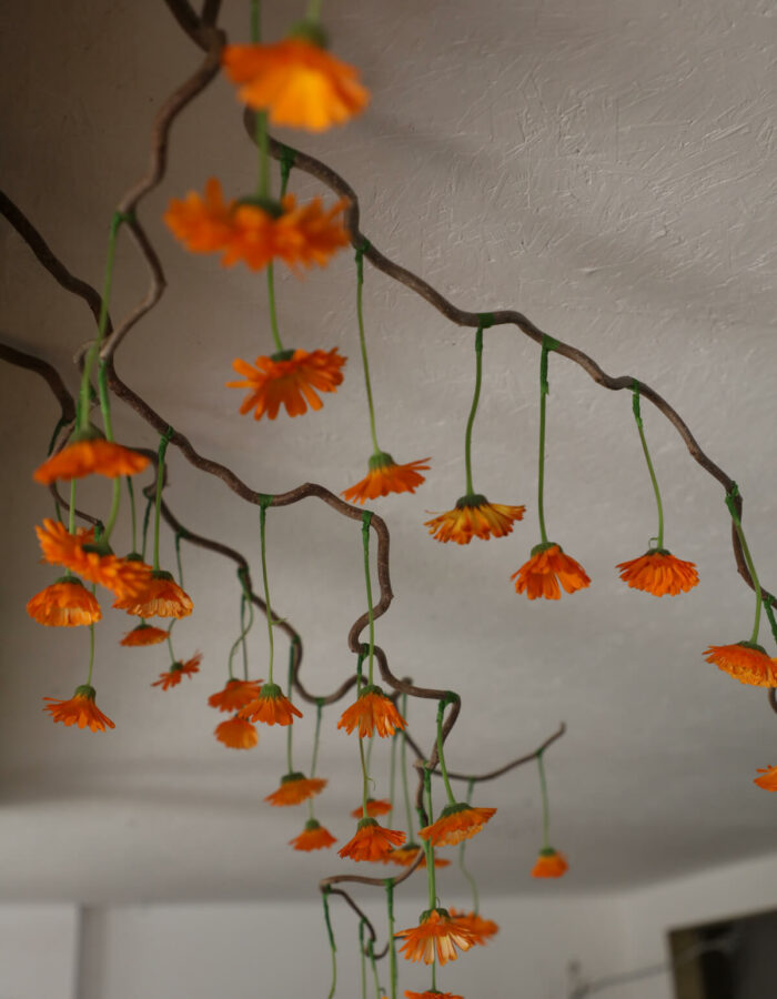 french calendula orange flowers interior installation