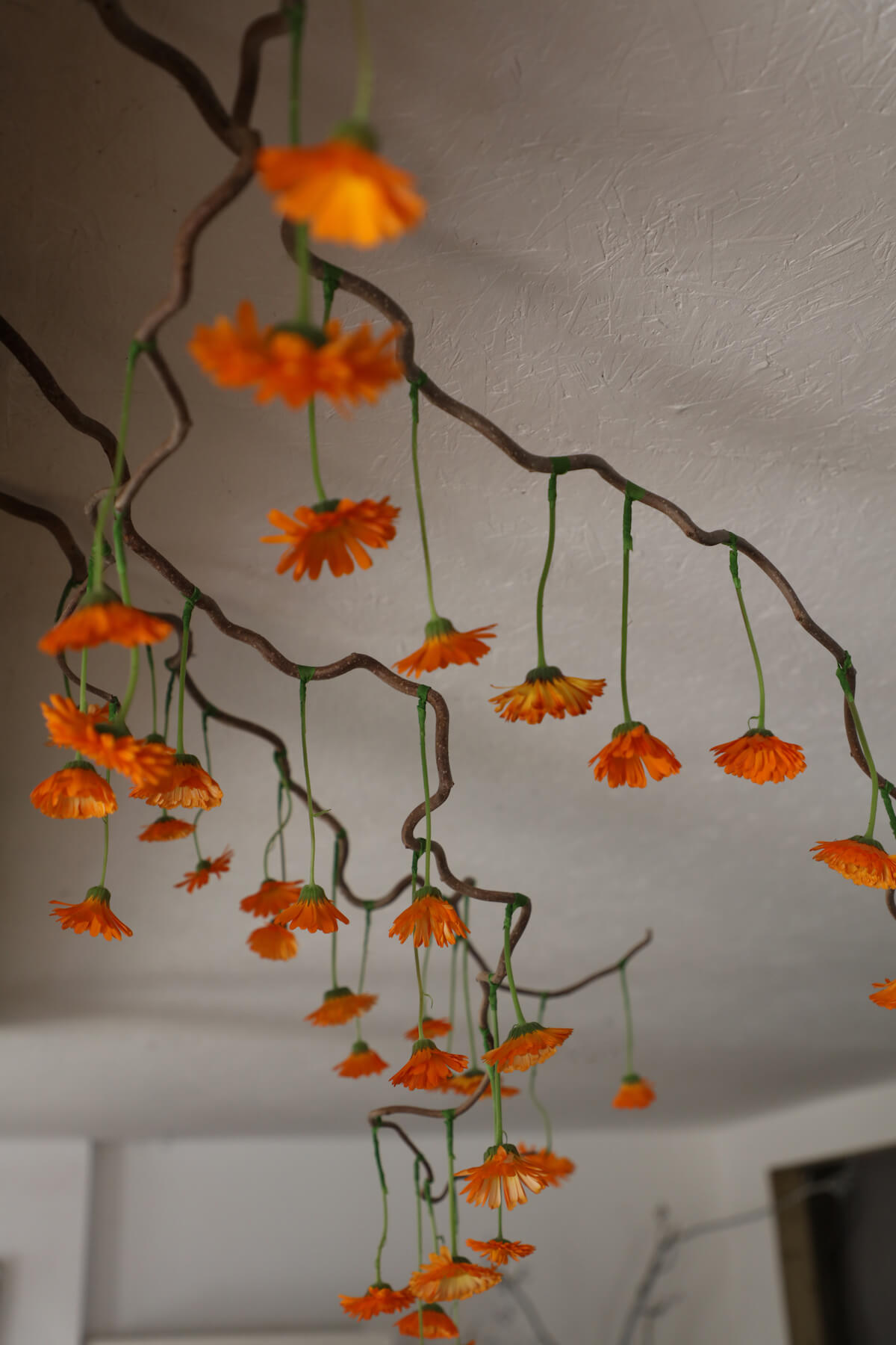 french calendula orange flowers interior installation