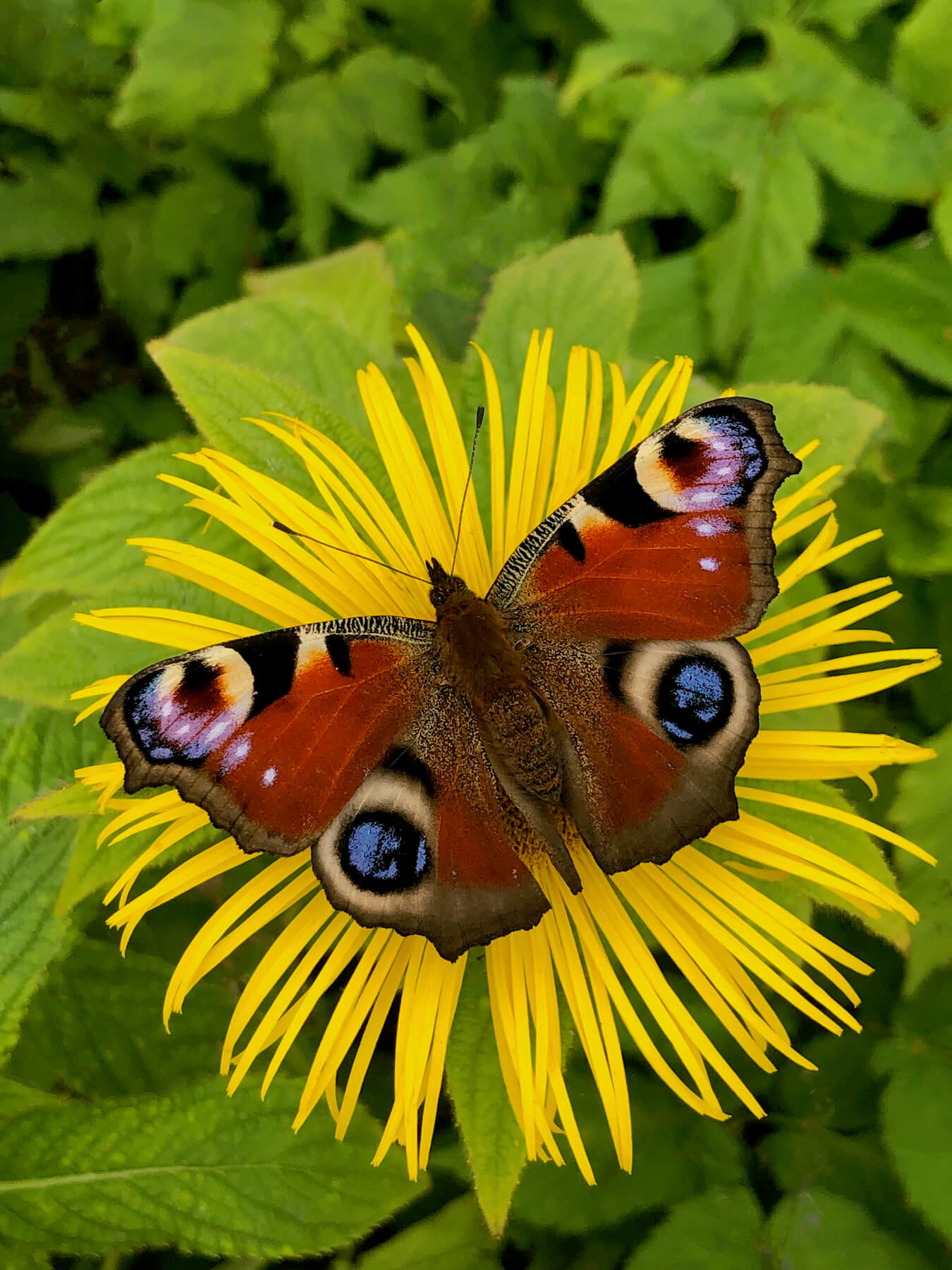 a colourful butterfly resting on a yellow flower in a September garden