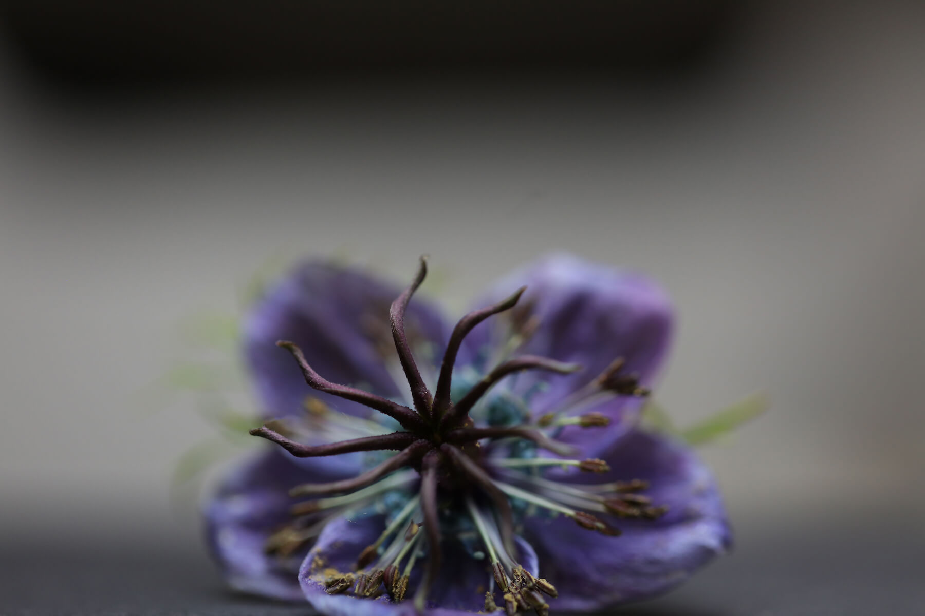 rare nigella flower in blue