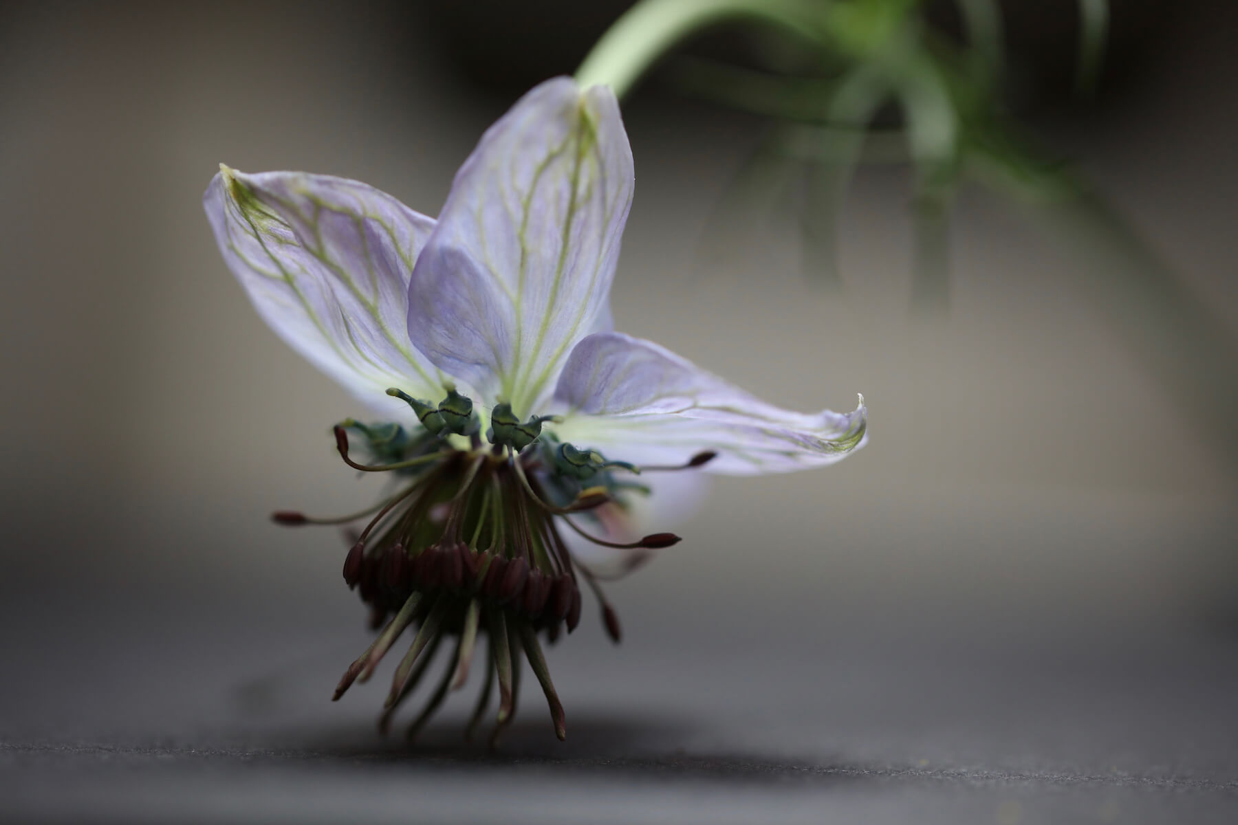 a Nigella flower in detail with blue veined petals and lit beautifully