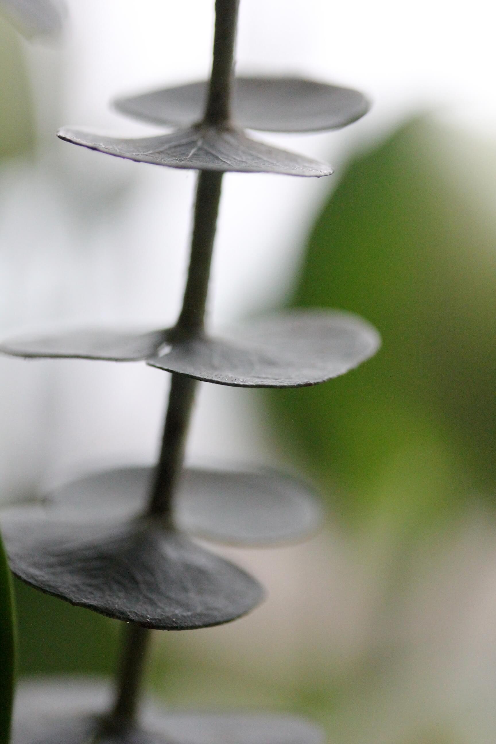 close up of eucalyptus