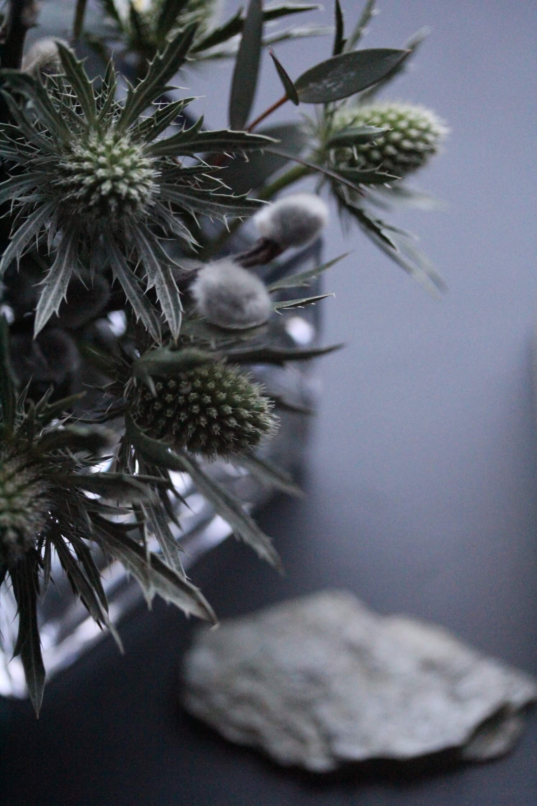 sea holly against downpipe coloured wall