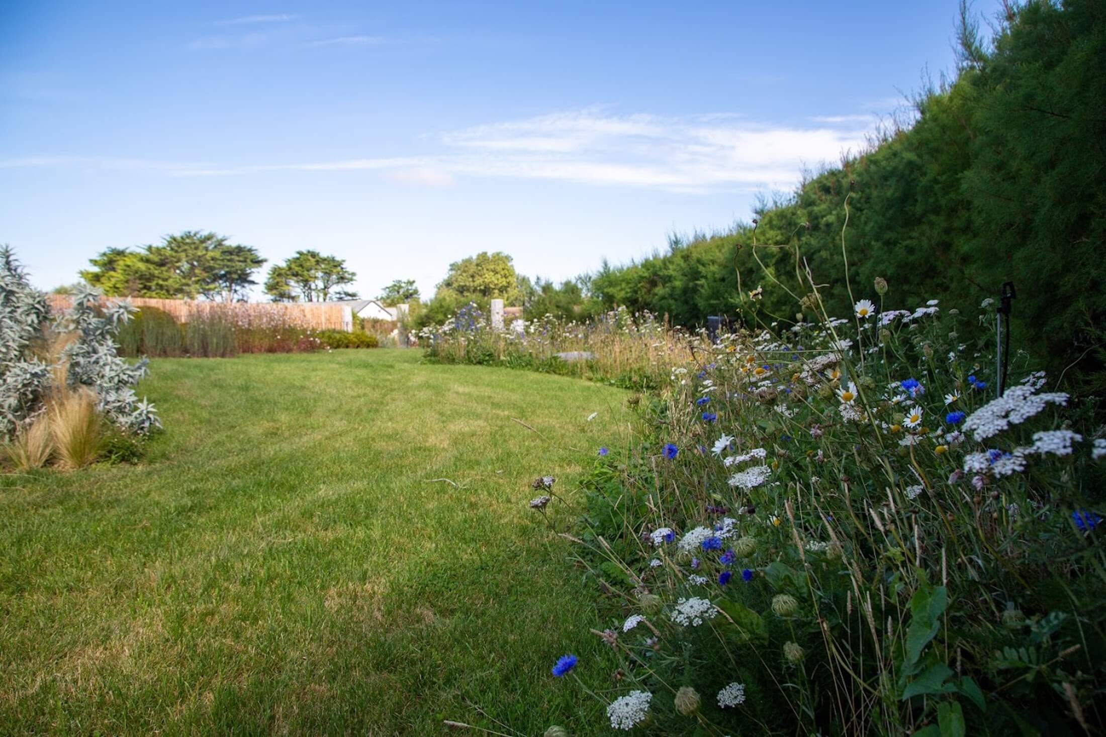 modern coastal garden with rows old wildflowers and prairie style planting and lawn