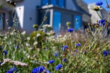 blue cornflowers growing in a meadow in front garden design with grey house