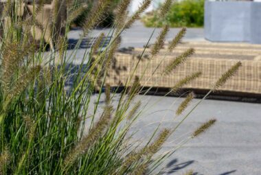 modern coastal garden with rows old wildflowers and prairie style planting and beach huts