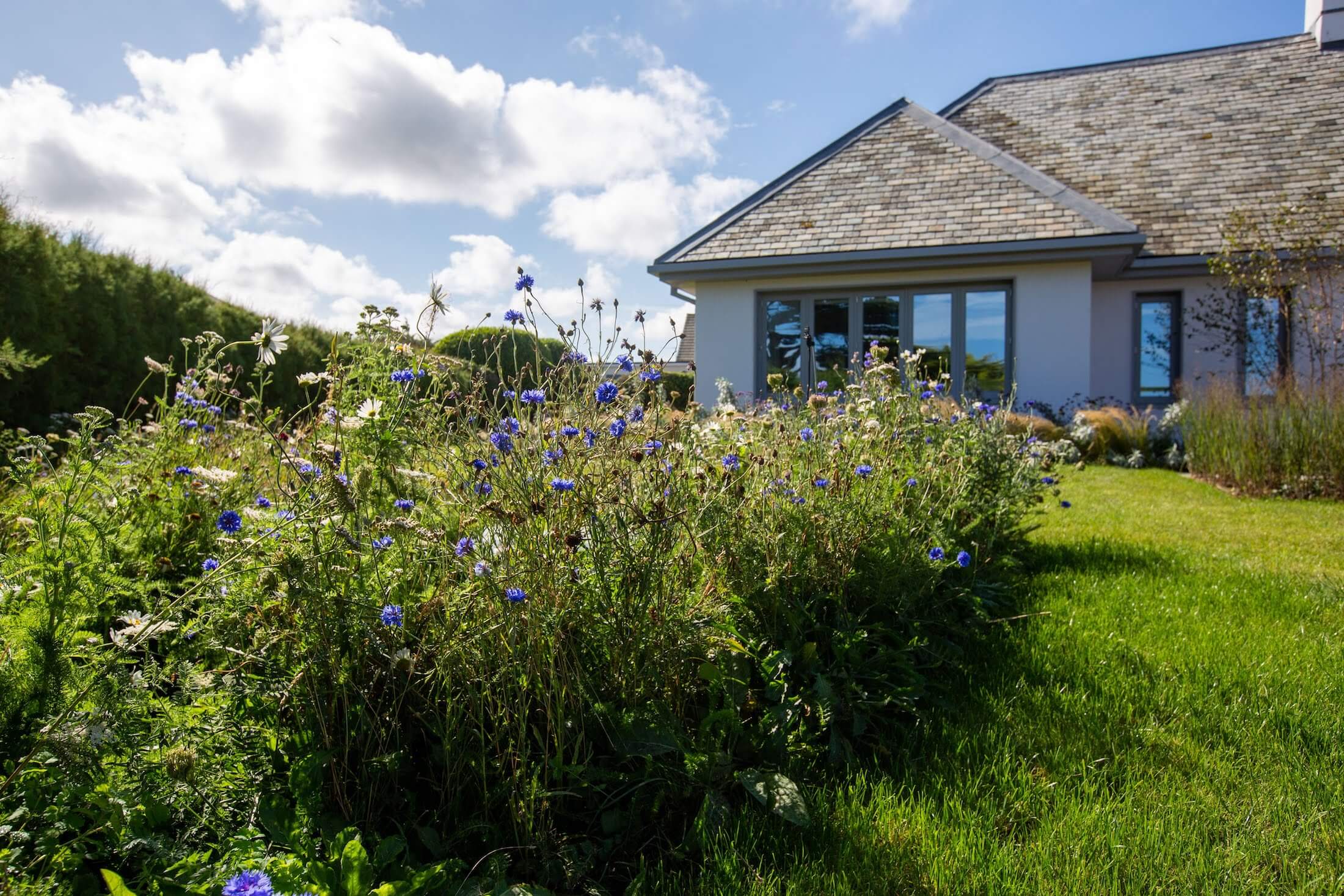 modern coastal garden with rows old wildflowers and prairie style planting