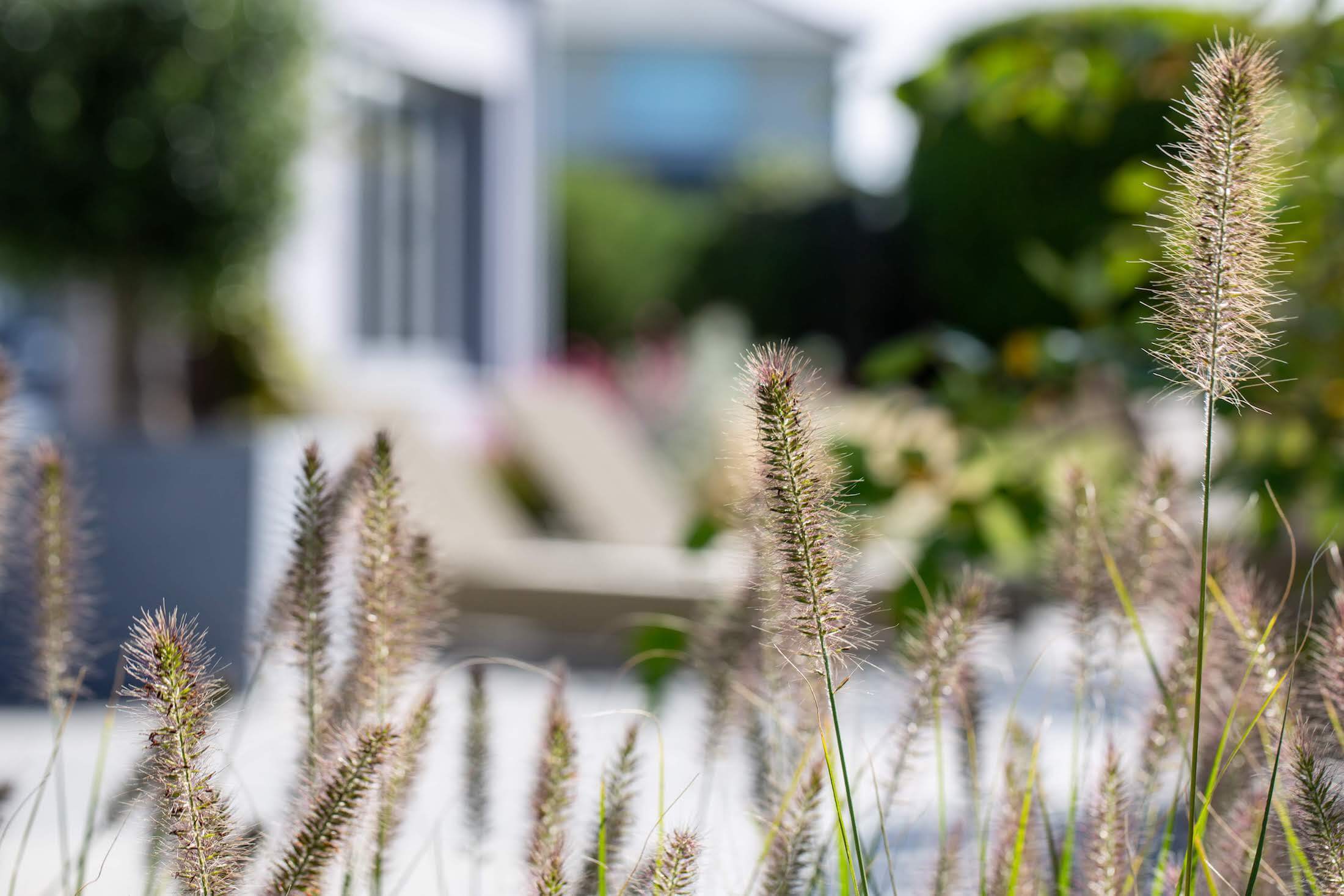 modern coastal garden with rows old wildflowers and prairie style planting