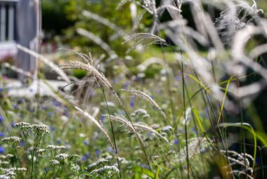 prairie grasses