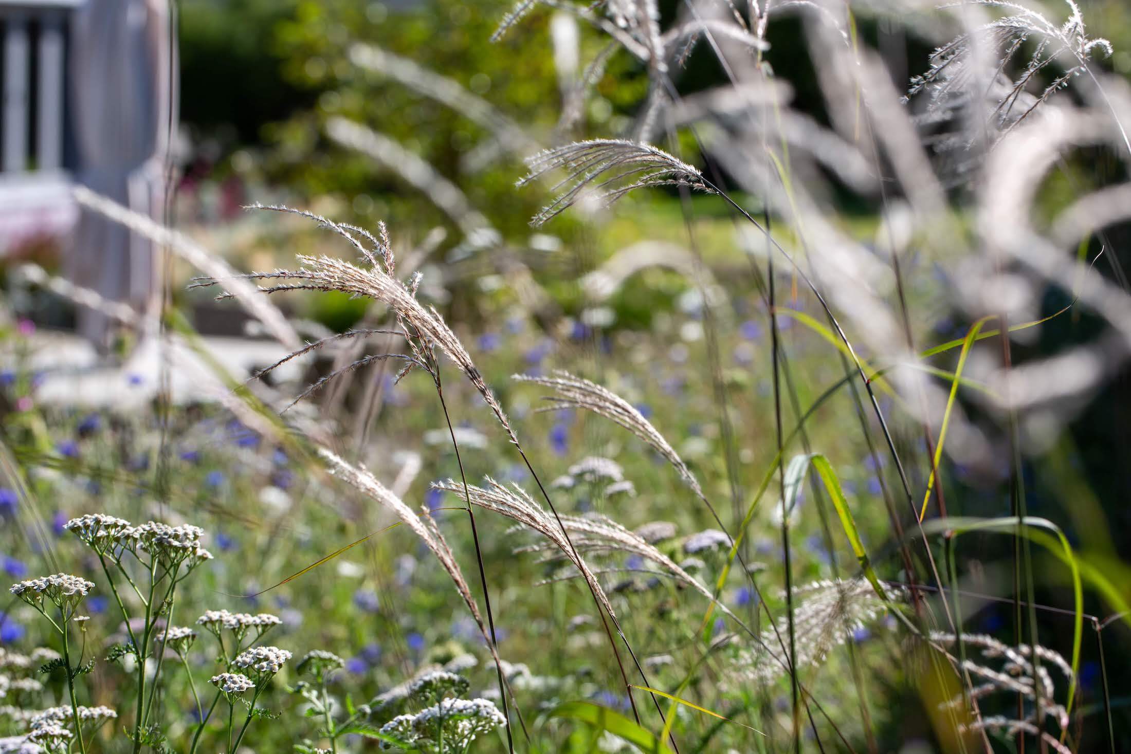 prairie grasses