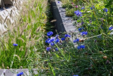 modern coastal garden with rows old wildflowers and prairie style planting