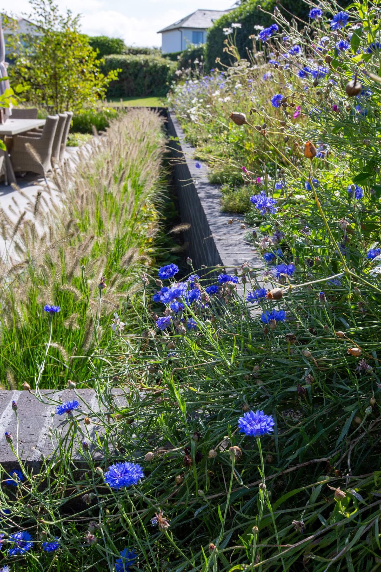 modern coastal garden with rows old wildflowers and prairie style planting