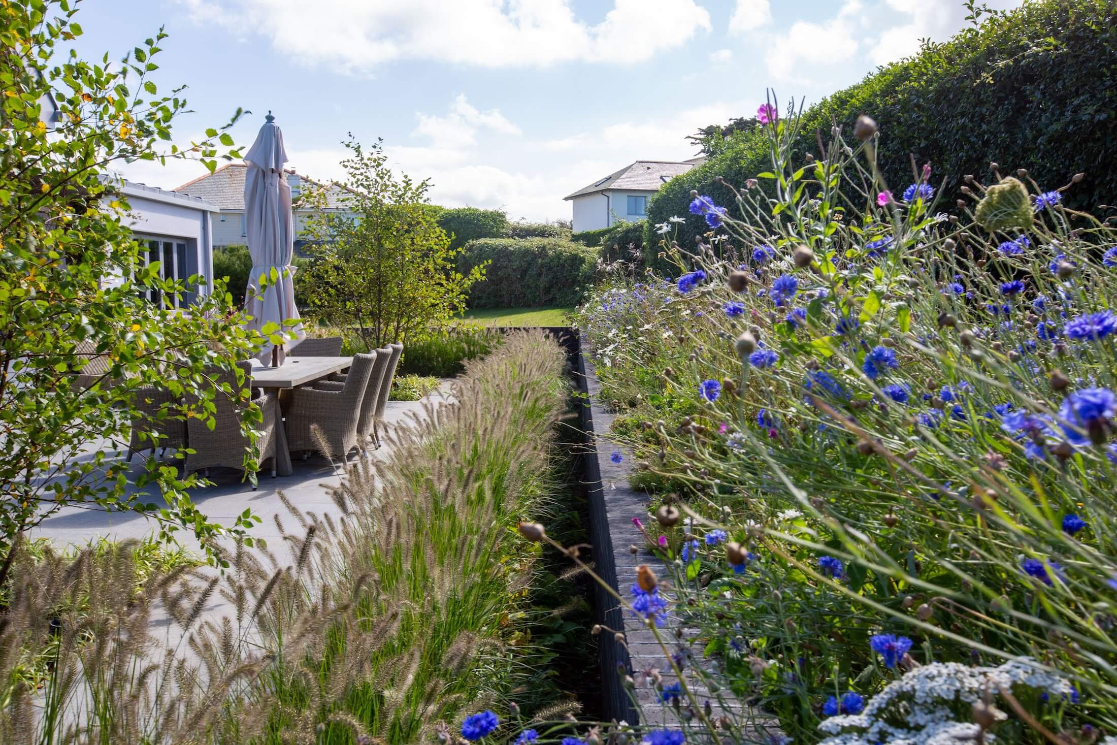 modern coastal garden with rows old wildflowers and prairie style planting