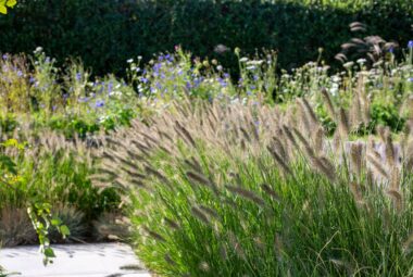 modern coastal garden with rows old wildflowers and prairie style planting