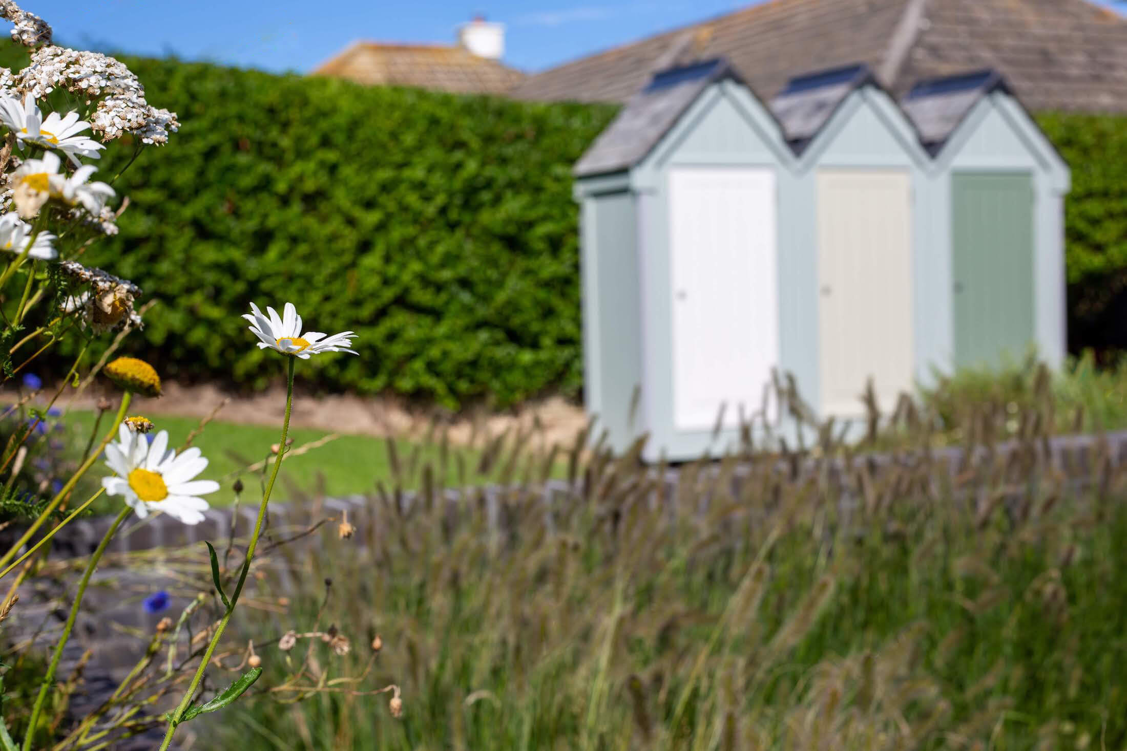 modern coastal garden with rows old wildflowers and prairie style planting and beach huts