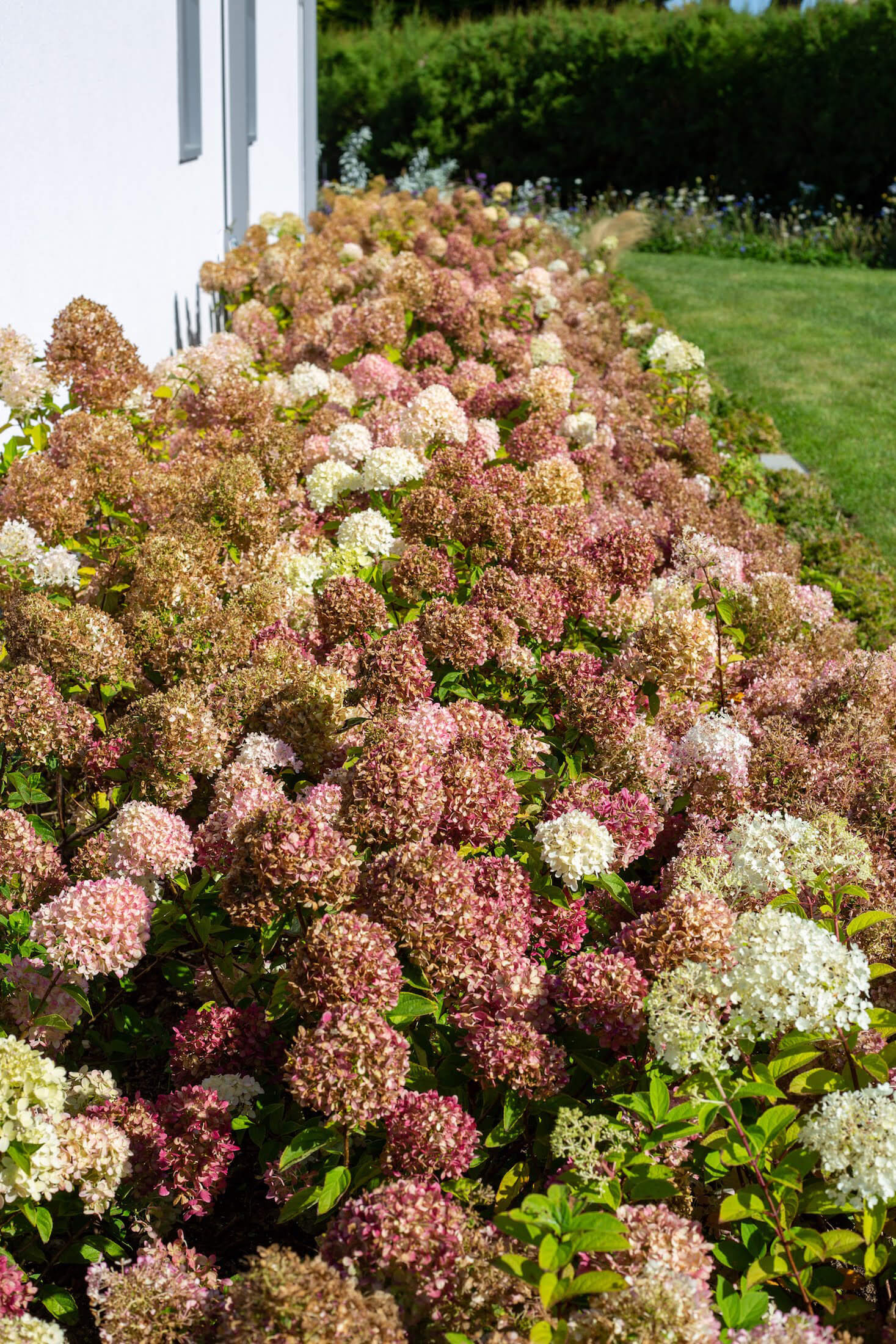 September Hydrangeas changing colour to reds