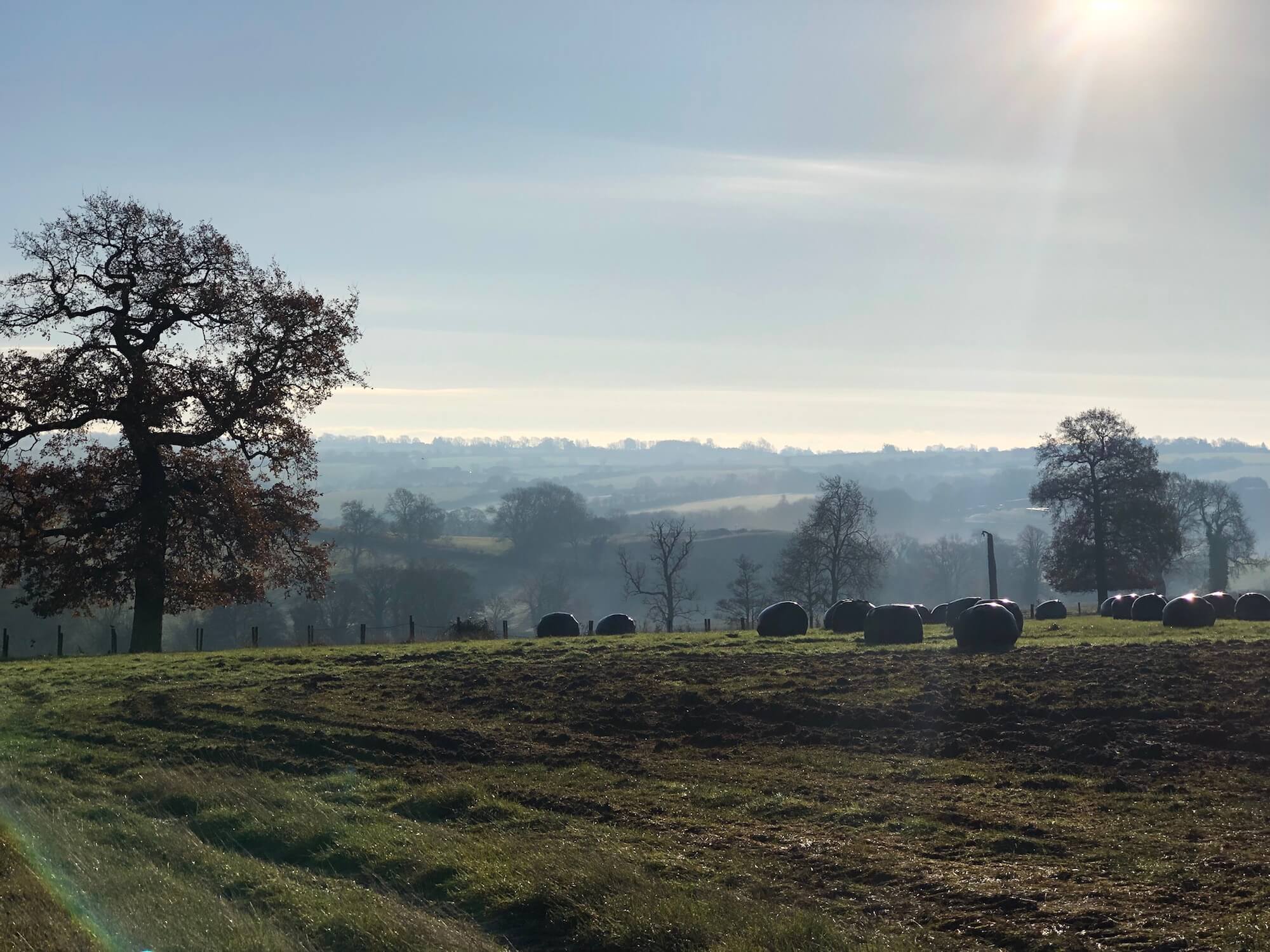 landscape of oak tree and hay bales on a winter morning