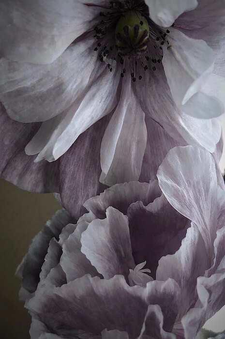 grey poppies