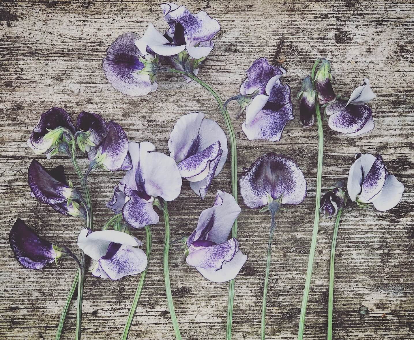 lavender sweet peas