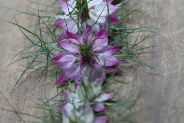 pink nigella flowers on wood table