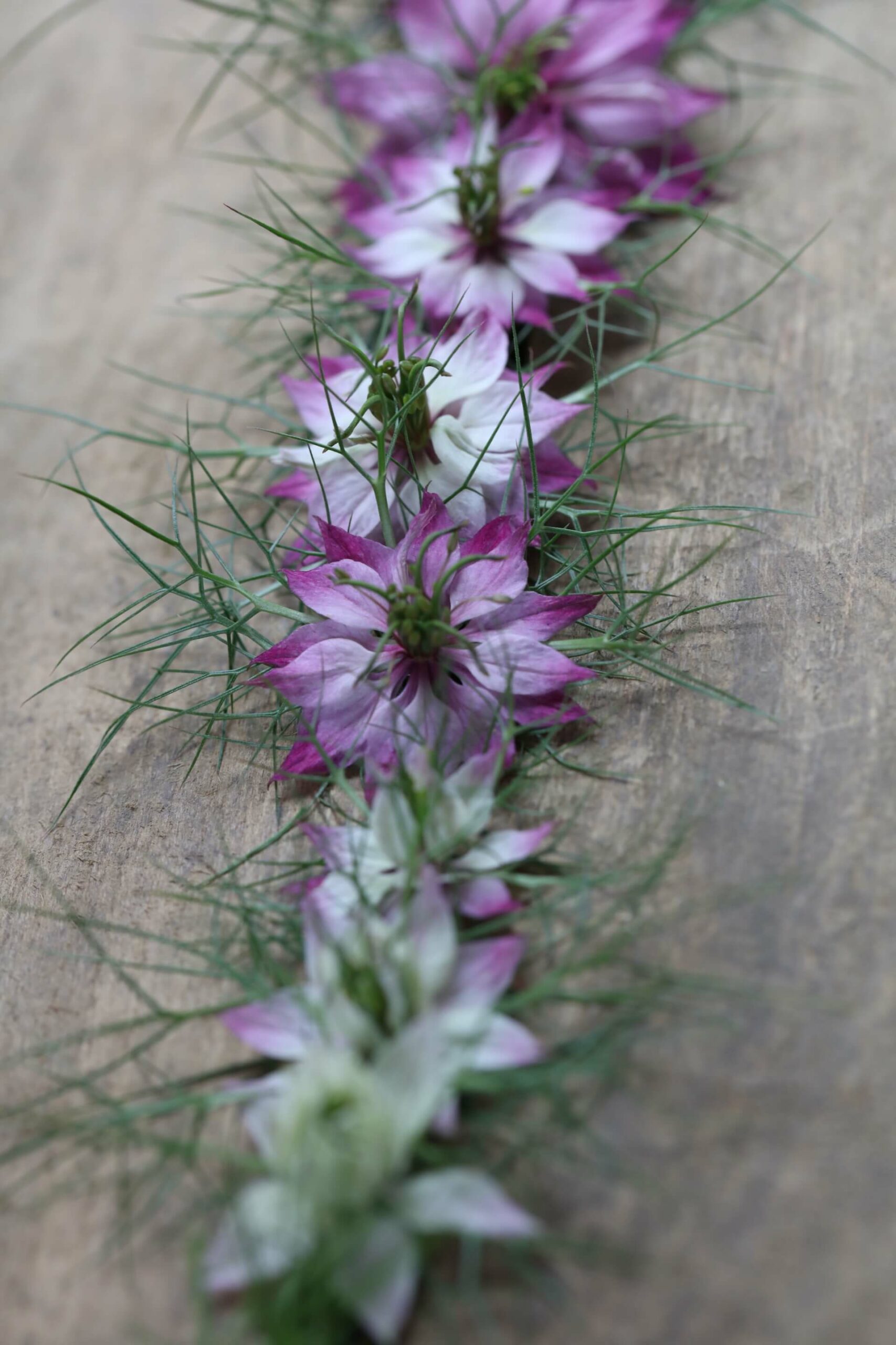 pink nigella flowers on wood table