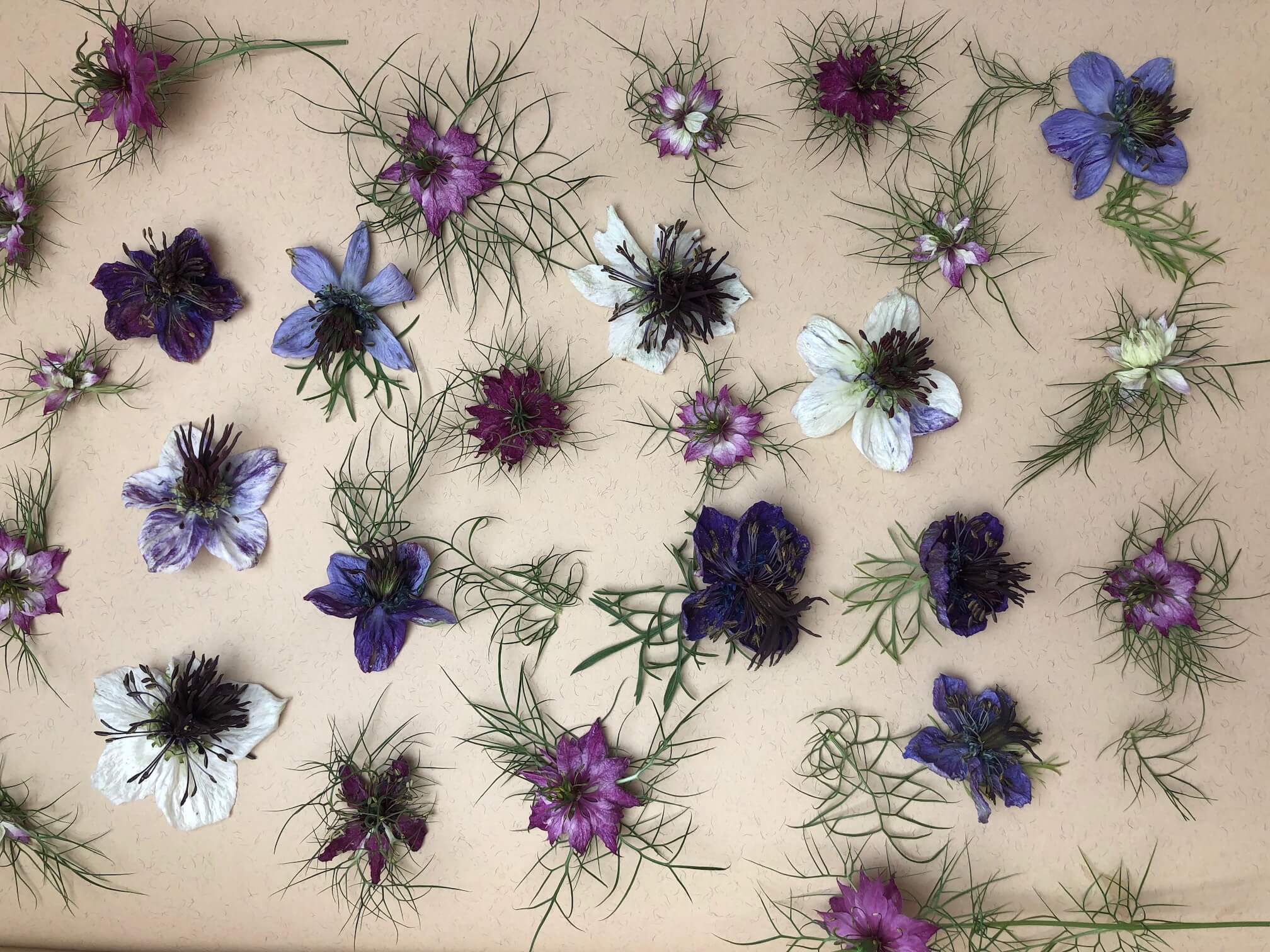 nigella flowers