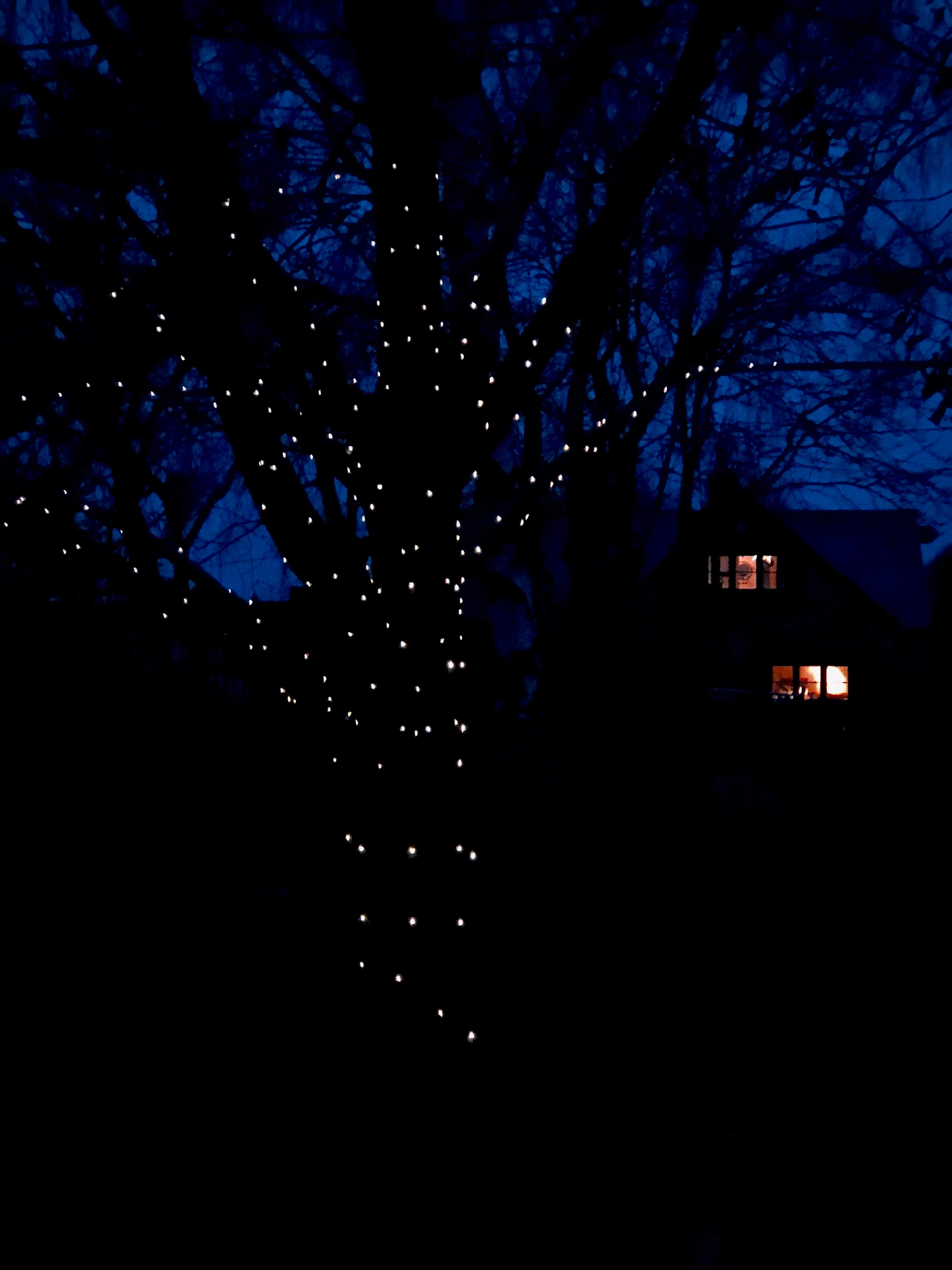cottage at night with fairy lights on tree trunk outside