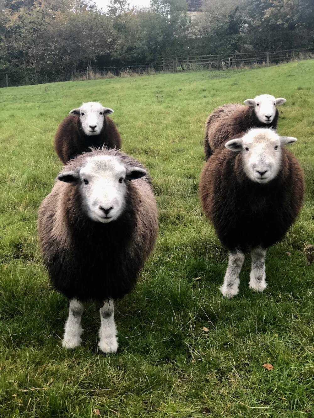rare breed herdwick sheep white faces of four smiling at camera