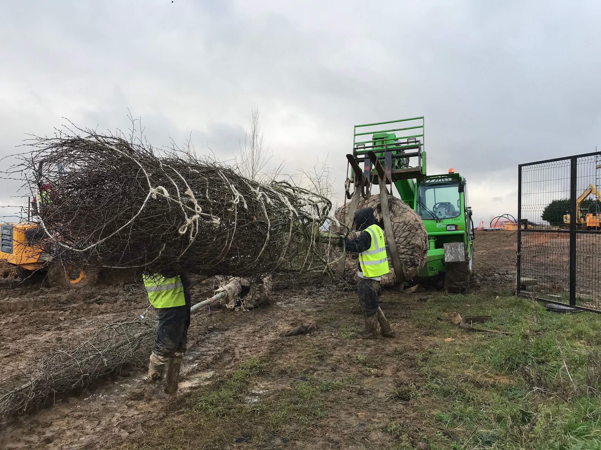 Large tree being lifted on forklift by hendy curzon gardens ready for planting