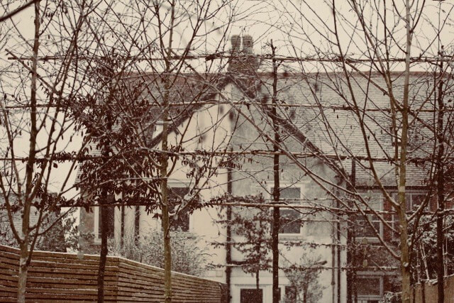 pleached trees and Edwardian townhouses in Winter