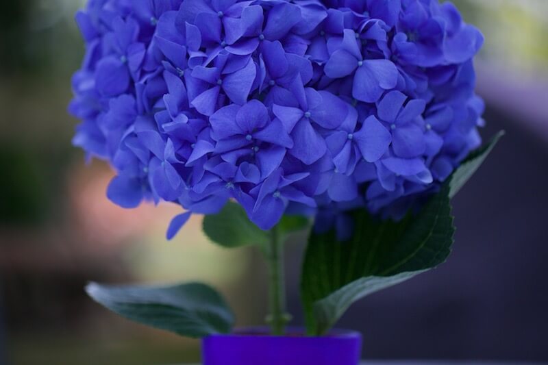 classic cobalt blue hydrangea