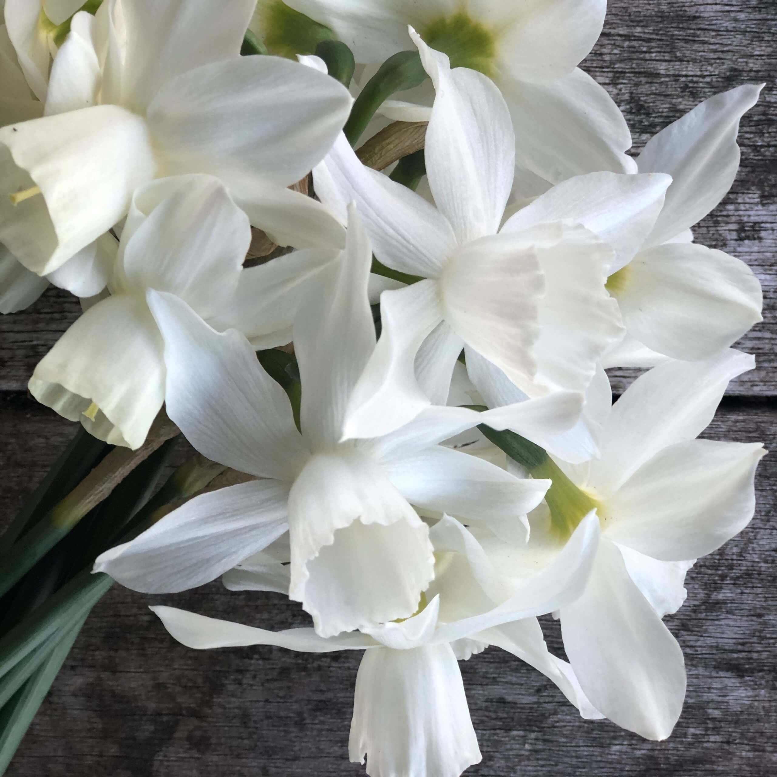 white narcissus flower bunch