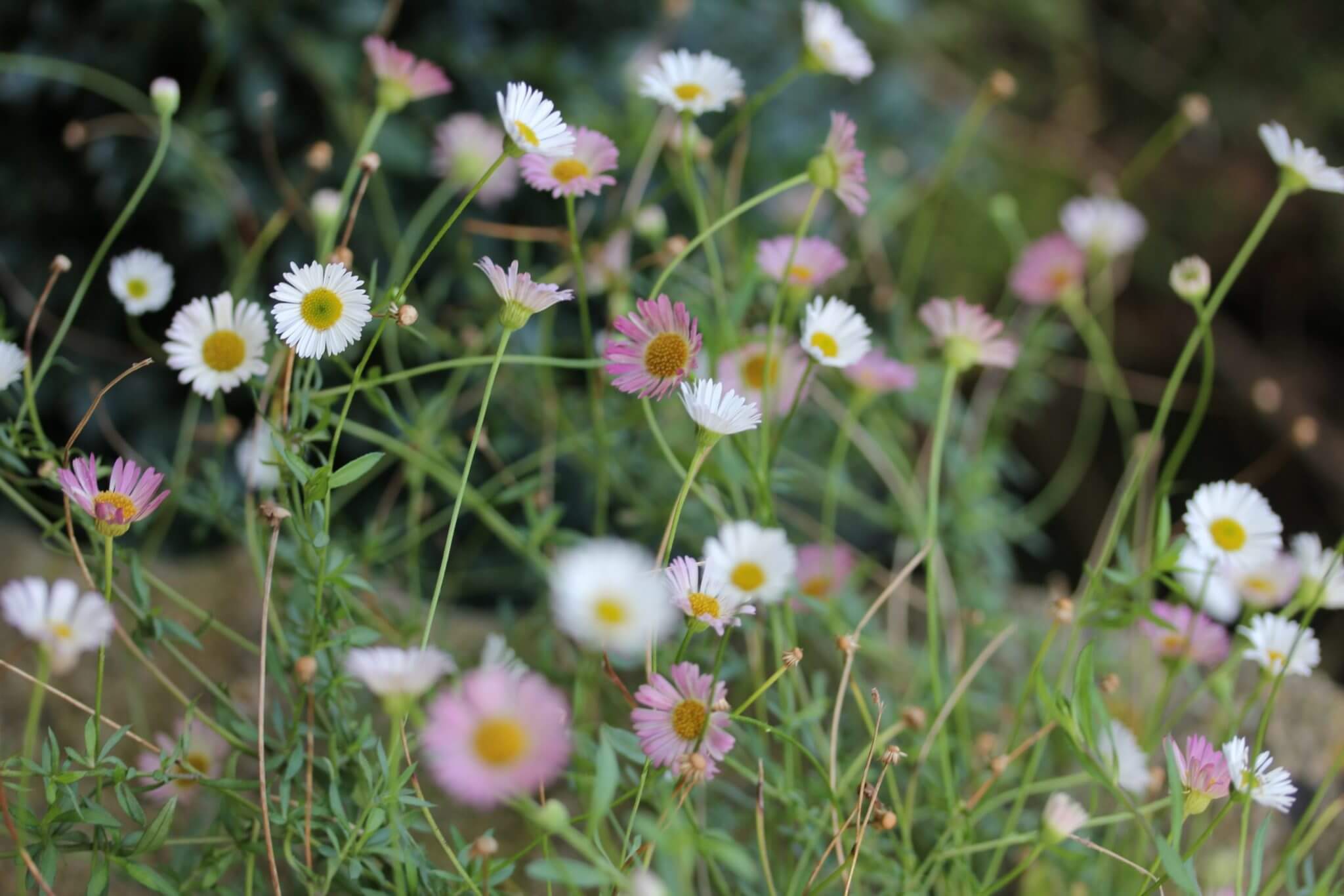 erigeron flowers