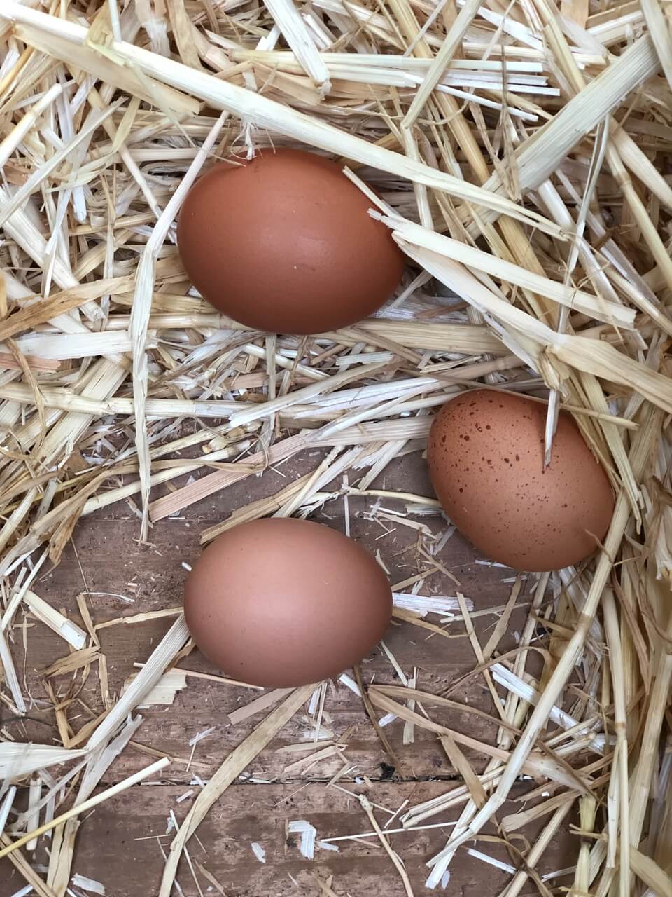 fresh eggs