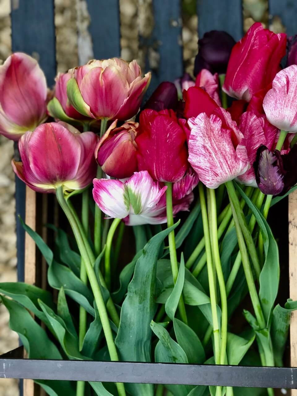 red tulips in a crate